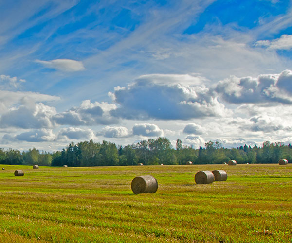 bales of hay in a field with blue skies above