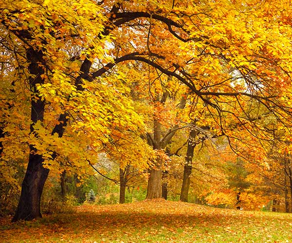 autumnal trees in a field